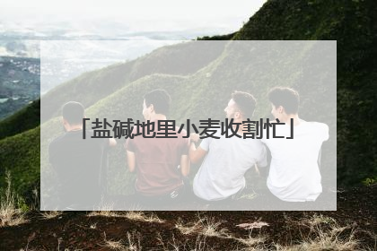 盐碱地里小麦收割忙