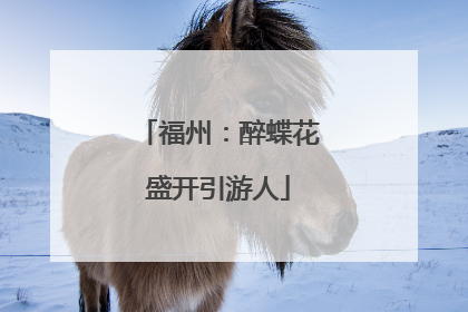 福州：醉蝶花盛开引游人