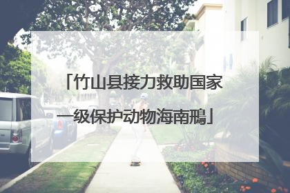 竹山县接力救助国家一级保护动物海南鳽