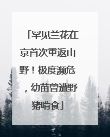 罕见兰花在京首次重返山野！极度濒危，幼苗曾遭野猪啃食