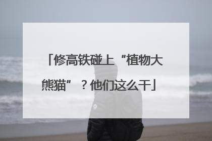 修高铁碰上“植物大熊猫”？他们这么干