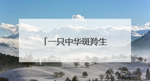 一只中华斑羚生命的最后旅程