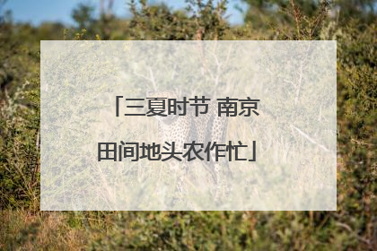 三夏时节 南京田间地头农作忙