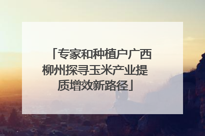 专家和种植户广西柳州探寻玉米产业提质增效新路径