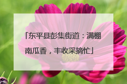 东平县彭集街道：满棚南瓜香，丰收采摘忙