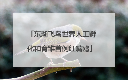 东湖飞鸟世界人工孵化和育雏首例红嘴鸥