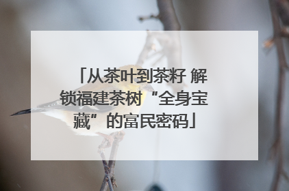 从茶叶到茶籽 解锁福建茶树“全身宝藏”的富民密码