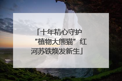 十年精心守护 “植物大熊猫”红河苏铁焕发新生