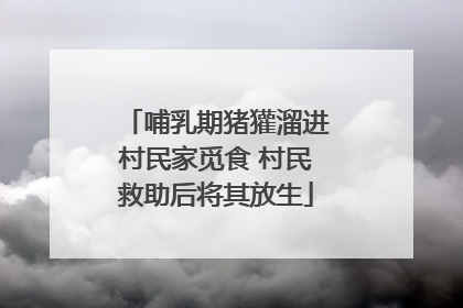 哺乳期猪獾溜进村民家觅食 村民救助后将其放生