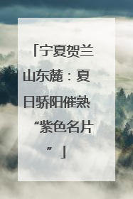宁夏贺兰山东麓：夏日骄阳催熟“紫色名片”