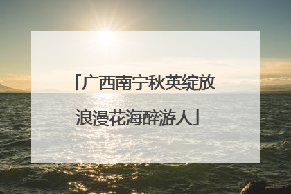 广西南宁秋英绽放 浪漫花海醉游人