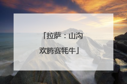 拉萨：山沟欢腾赛牦牛