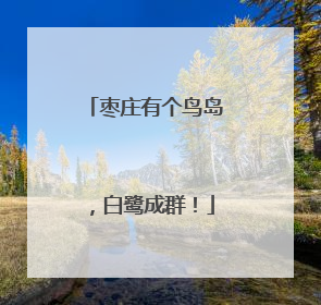 枣庄有个鸟岛，白鹭成群！