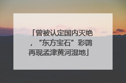 曾被认定国内灭绝，“东方宝石”彩鹮再现孟津黄河湿地