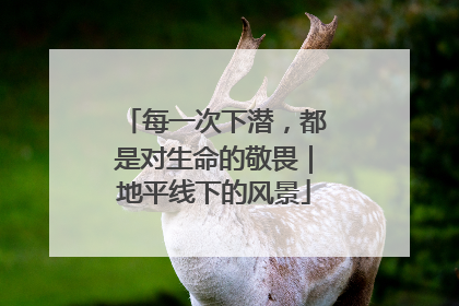 每一次下潜，都是对生命的敬畏｜地平线下的风景