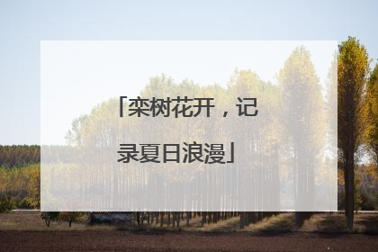 栾树花开，记录夏日浪漫