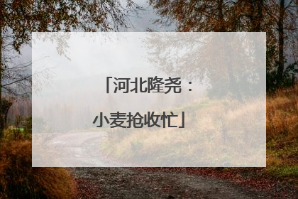 河北隆尧：小麦抢收忙