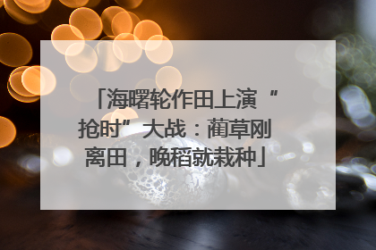 海曙轮作田上演“抢时”大战：蔺草刚离田，晚稻就栽种