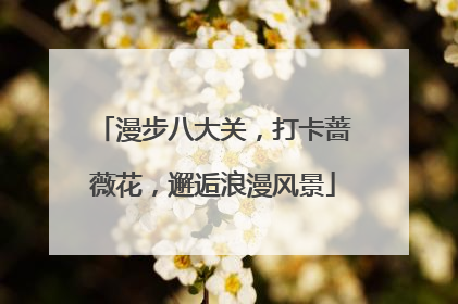 漫步八大关，打卡蔷薇花，邂逅浪漫风景