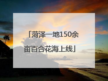 菏泽一地150余亩百合花海上线