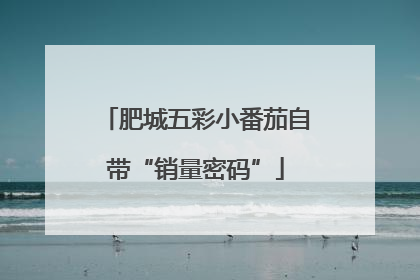 肥城五彩小番茄自带“销量密码”