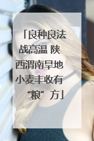 良种良法战高温 陕西渭南旱地小麦丰收有“粮”方