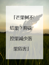 芒果树不结果？抑花控果减少落果危害