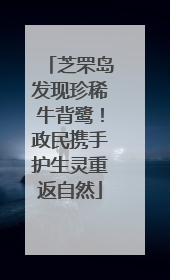 芝罘岛发现珍稀牛背鹭！政民携手护生灵重返自然