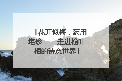 花开似梅，药用堪珍——走进榆叶梅的诗意世界