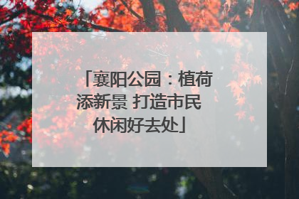 襄阳公园：植荷添新景 打造市民休闲好去处