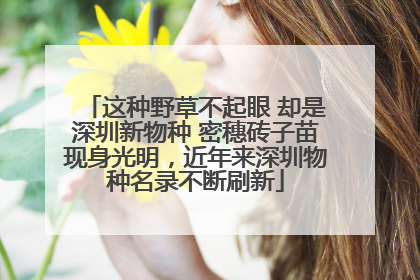 这种野草不起眼 却是深圳新物种 密穗砖子苗现身光明，近年来深圳物种名录不断刷新