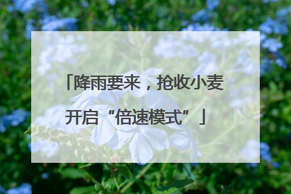 降雨要来，抢收小麦开启“倍速模式”