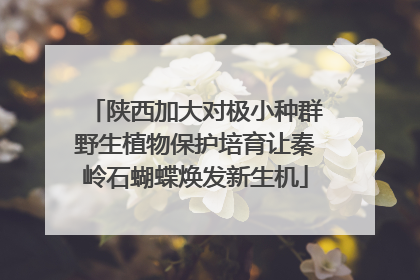 陕西加大对极小种群野生植物保护培育让秦岭石蝴蝶焕发新生机