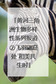 黄河三角洲生物多样性系列报道②飞羽翩跹处 和美共生时